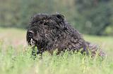 BOUVIER DES FLANDRES 103